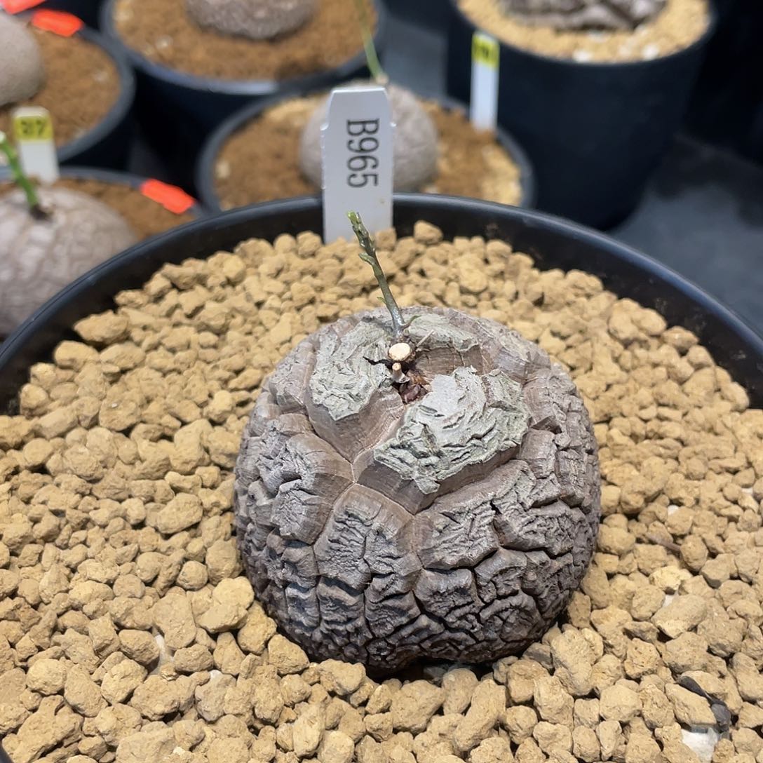 ?**?965号龟甲龙不退不换