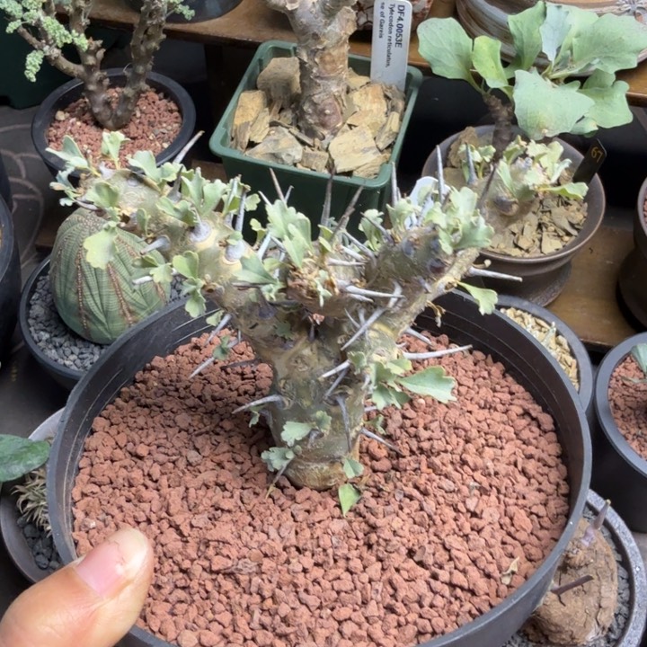 格斯龙骨葵（满2 8包邮）