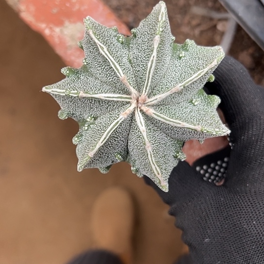 陈*兜实生鸾467768889