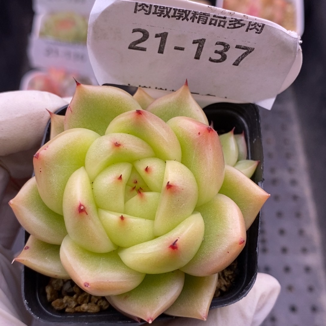 【闪购商品】21-137