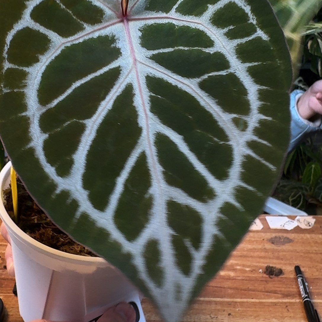 完全开放T80粉柠檬红杂红水晶