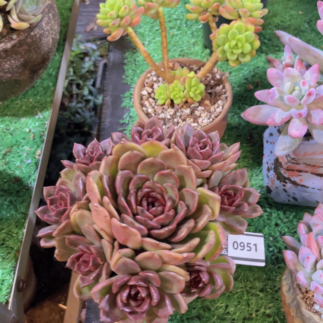 黑桃多肉植物0951