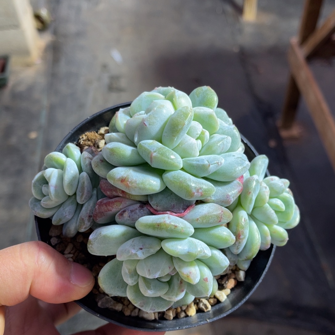 冰玉石化锦一物一拍