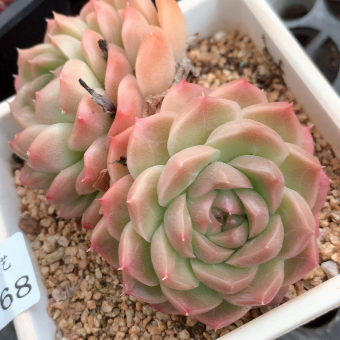 2668杂交多肉植物基地