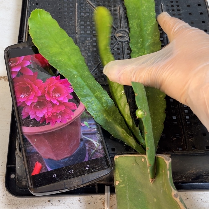 当前无花栽培后可以开花590