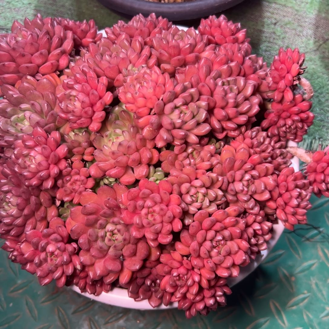 小***?红宝石，一物一拍