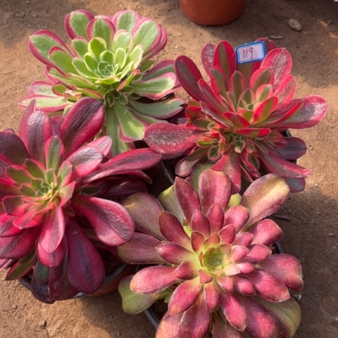 119多肉植物组合