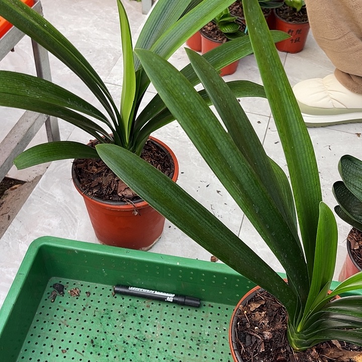 完全开放查尔斯绿