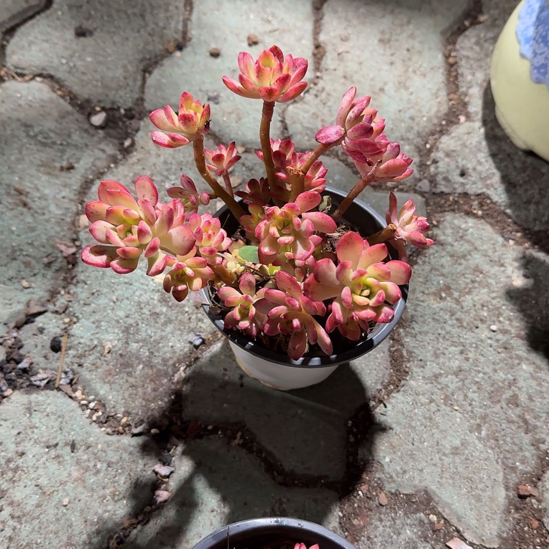 小叮当锦多肉植物