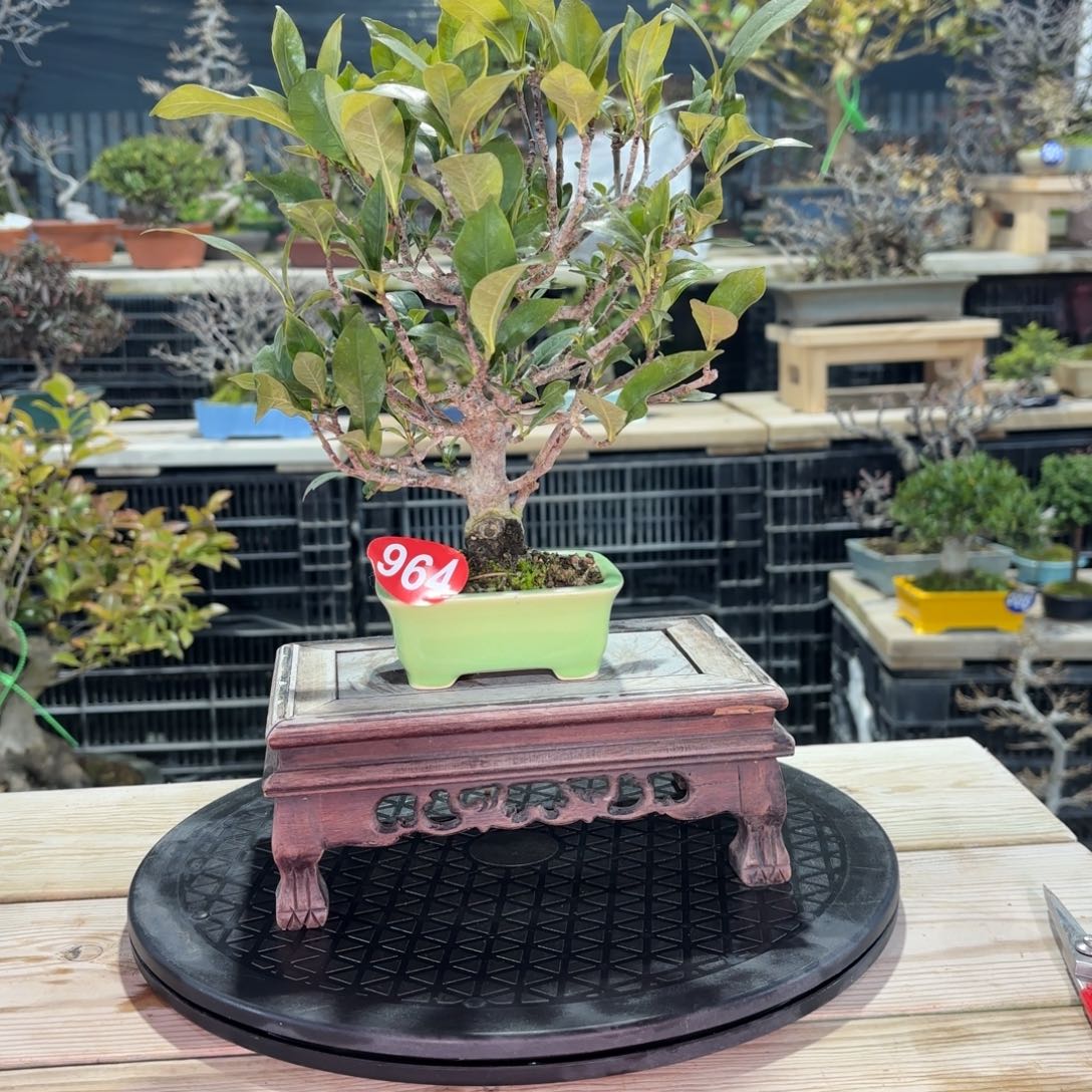 浪***朵新年快乐964号包邮