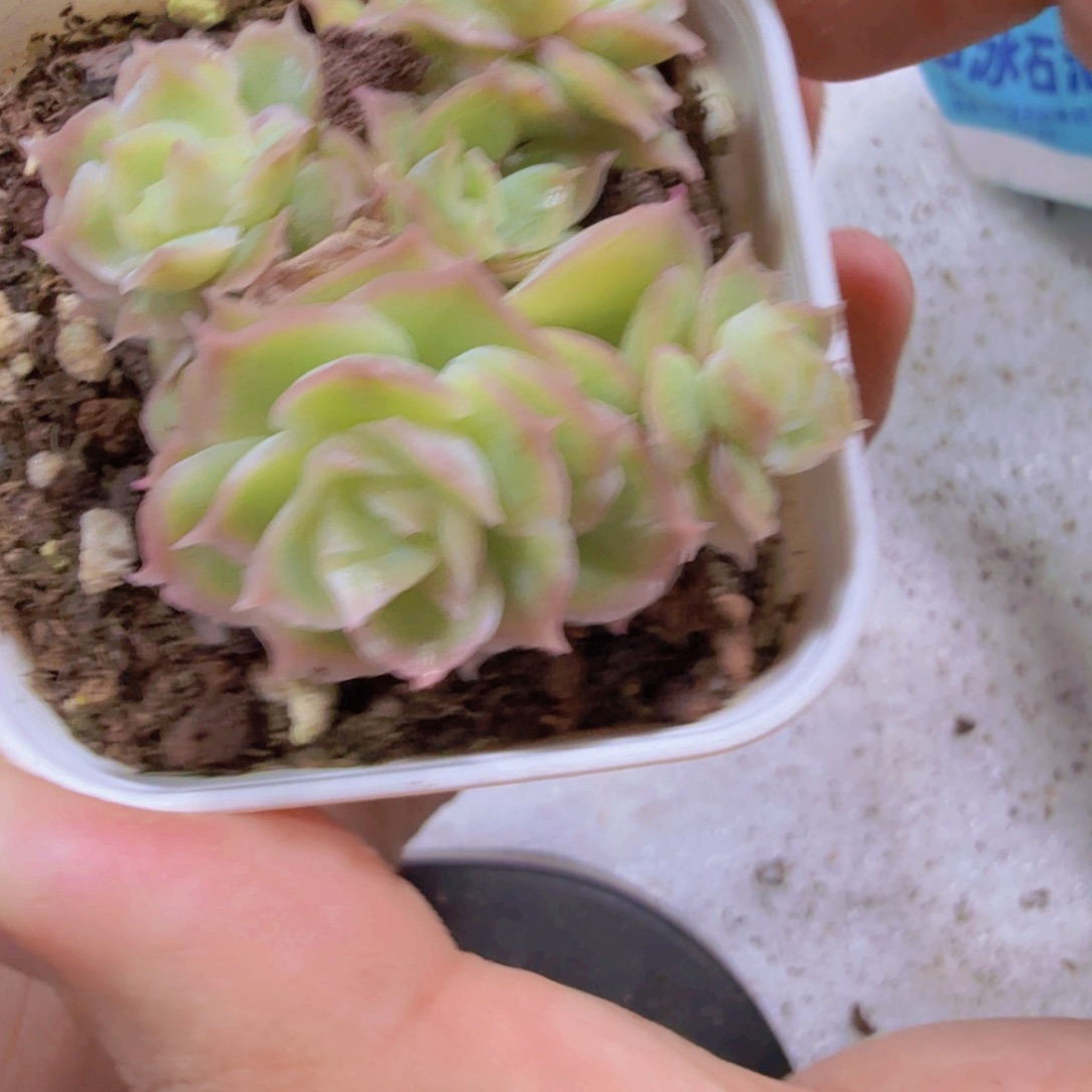 水晶虾饺群福利一颗三头起