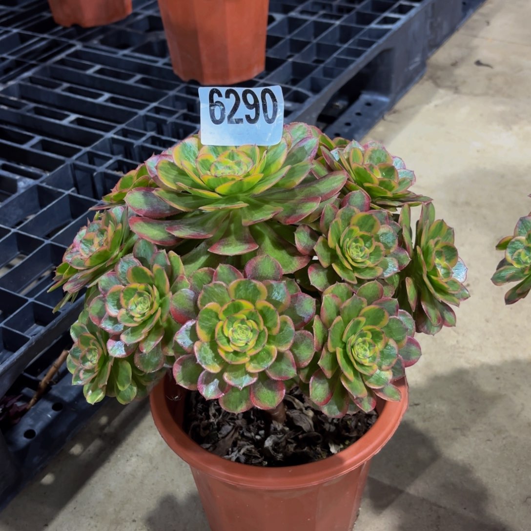 无花朵6290火狐1111111