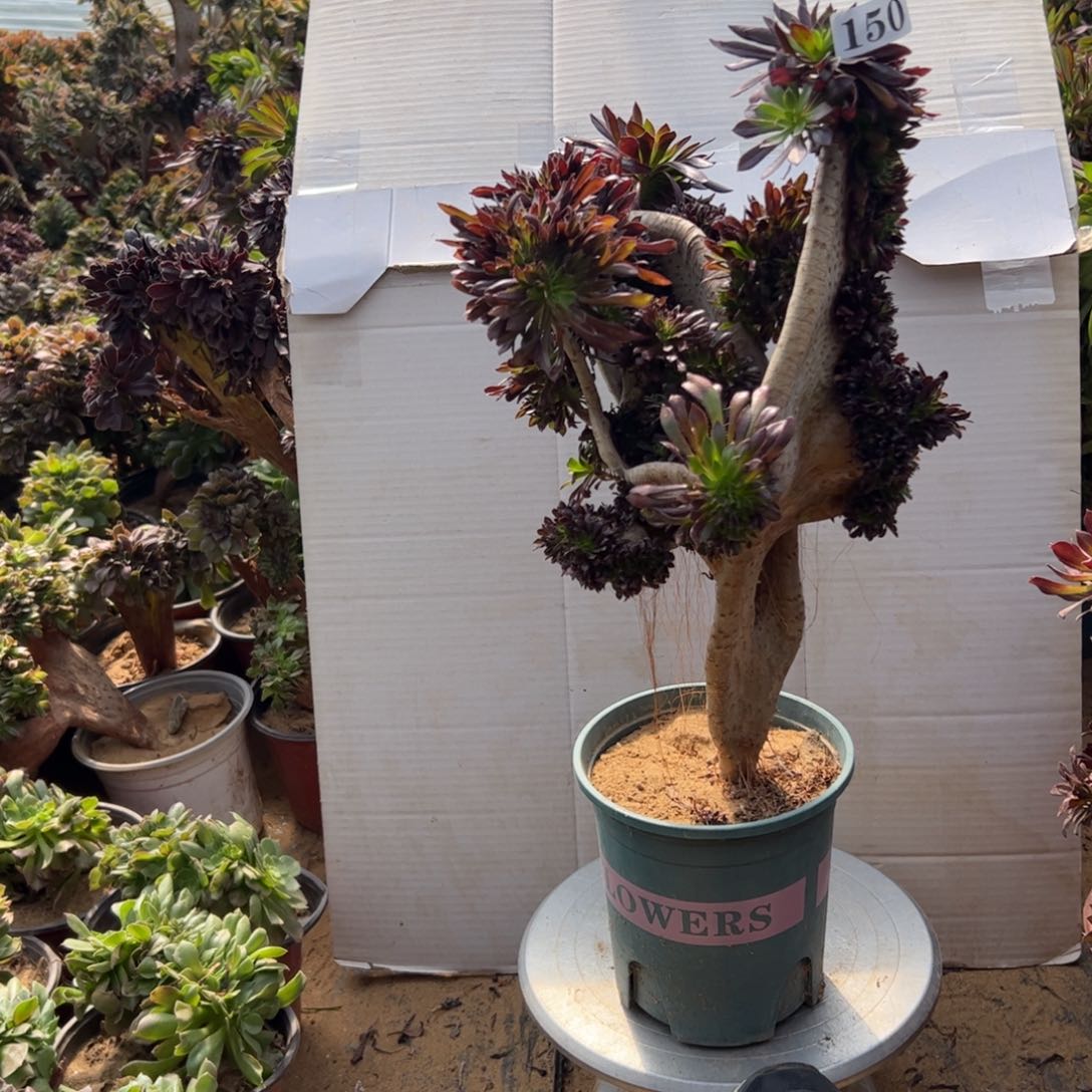 有伤黑缀150高40妖翅膀