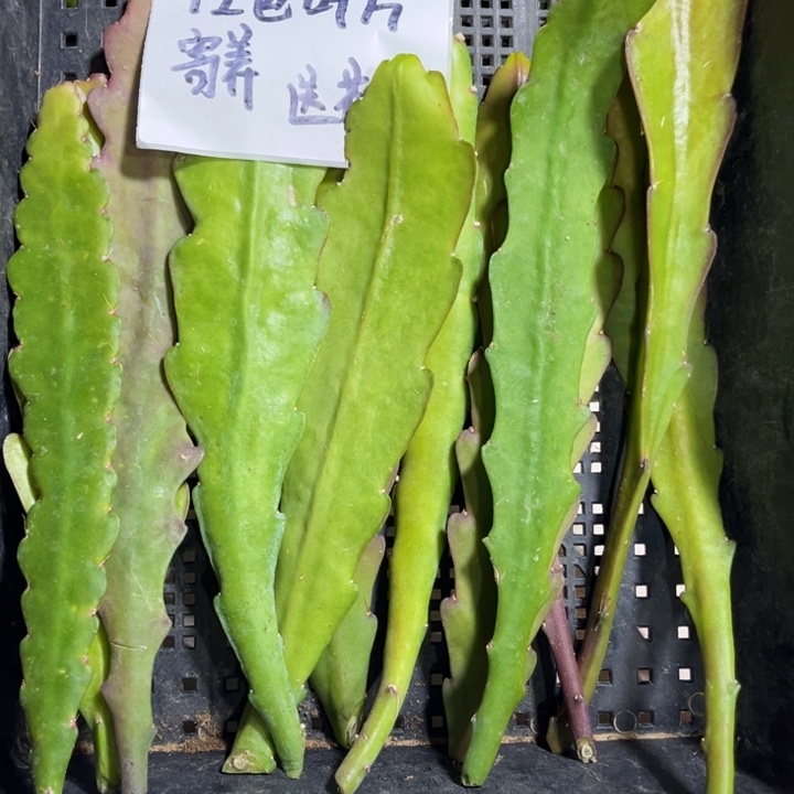 当前无花栽培后可以开花12色叶片新疆专拍