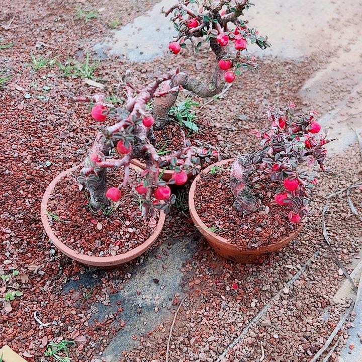 钓***鲤无花朵白花栒子，漂亮