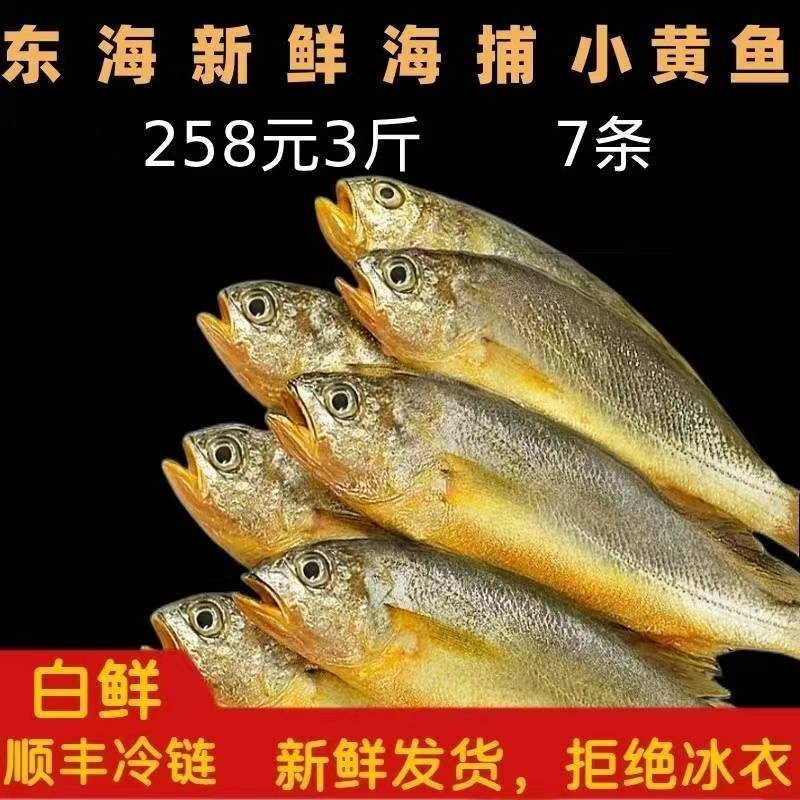 《东海码头》东海新鲜海捕小黄鱼3斤 顺丰快递新鲜   规格1斤7条