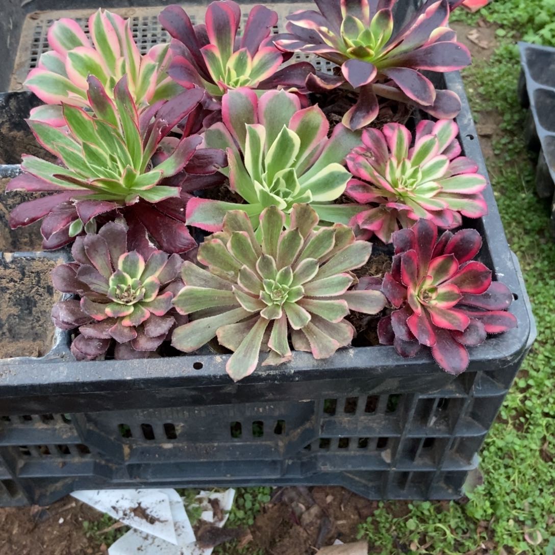 6号链接九课不重复法师