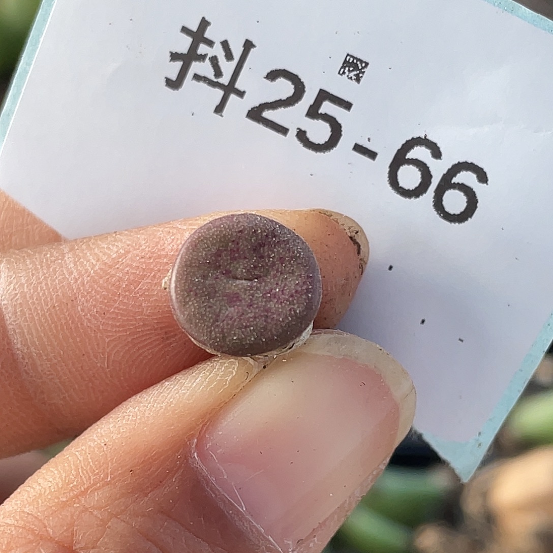 25-66金币多肉植物