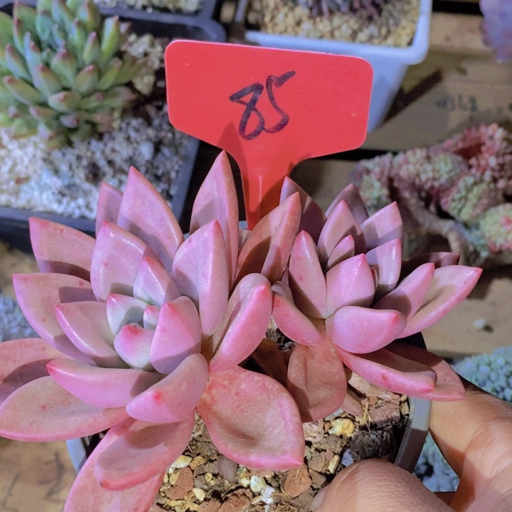 这么多都在一起吃