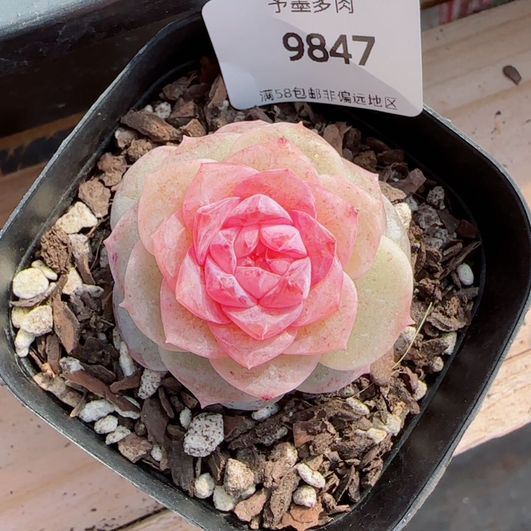 棉花糖，9847多肉植物