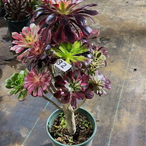 法师嫁接的法师法师82