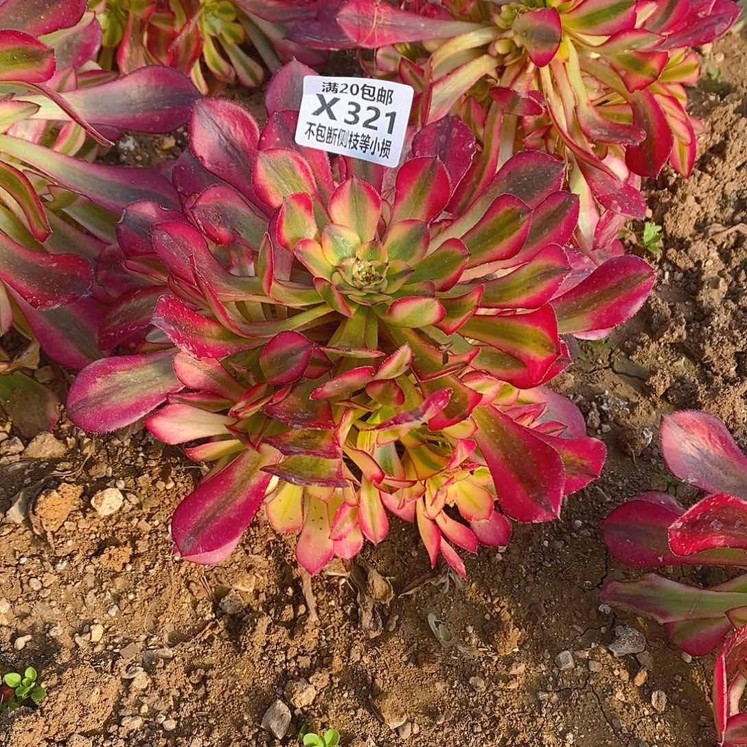 321火焰祝融多肉法师锦