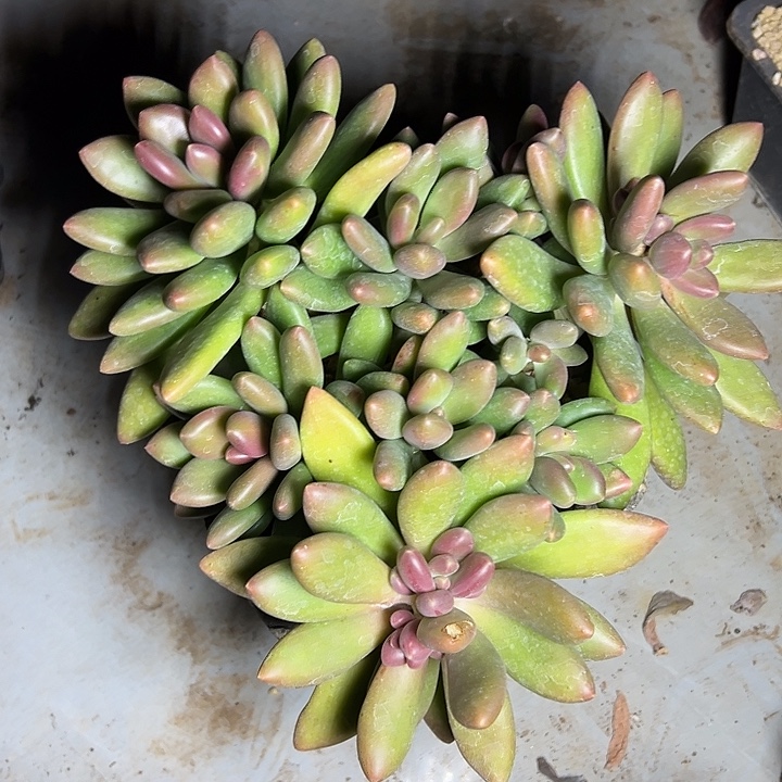 芒果奶群生多头多肉