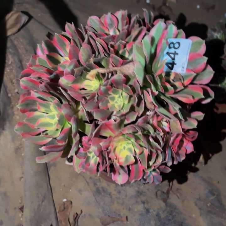 448妖月多肉植物不售后