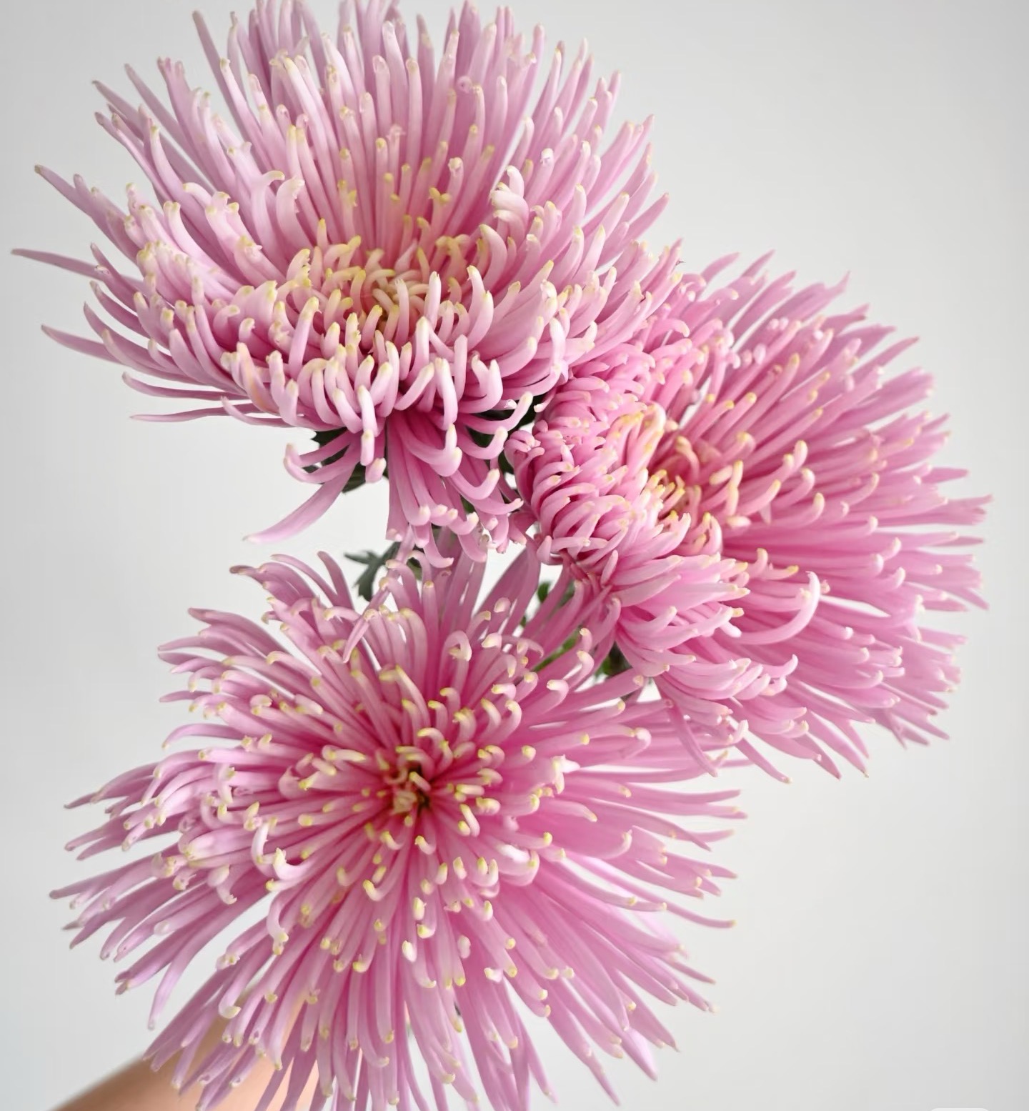 【粉色烟花菊】A级严选小菊全店两单顺丰冷链或德邦空运