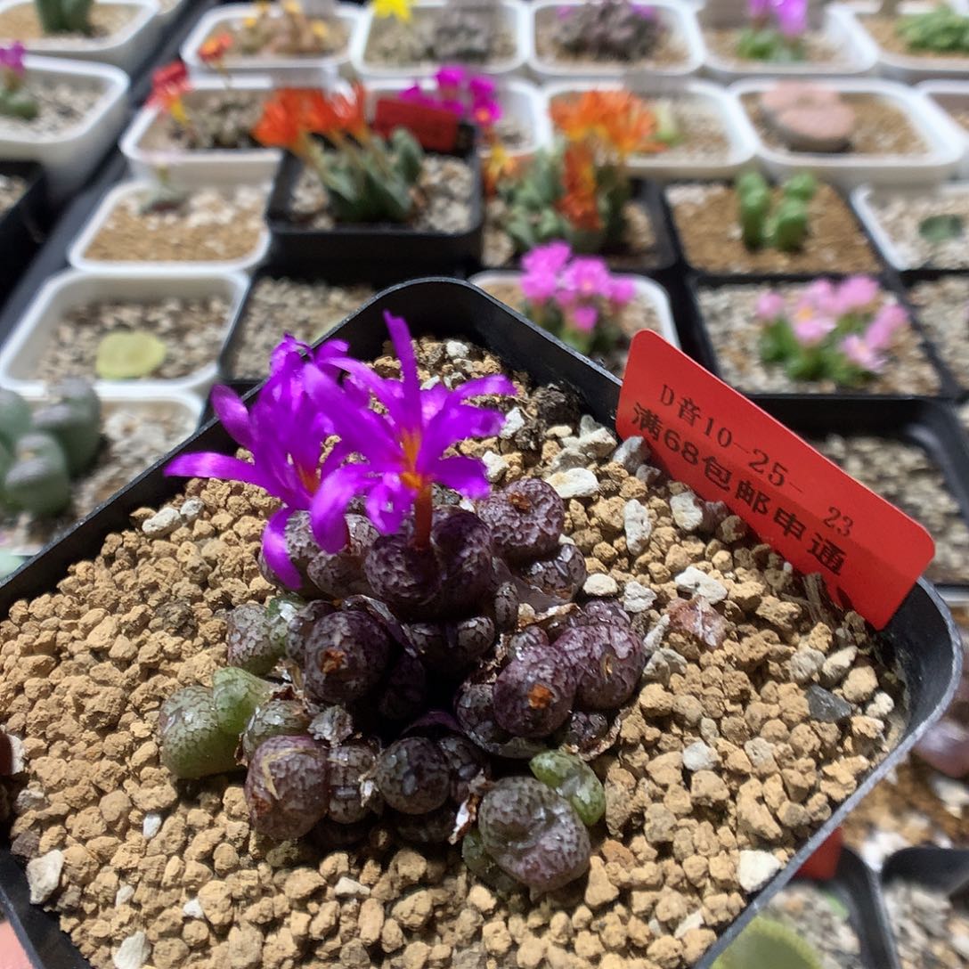 10-25-23     母本小s