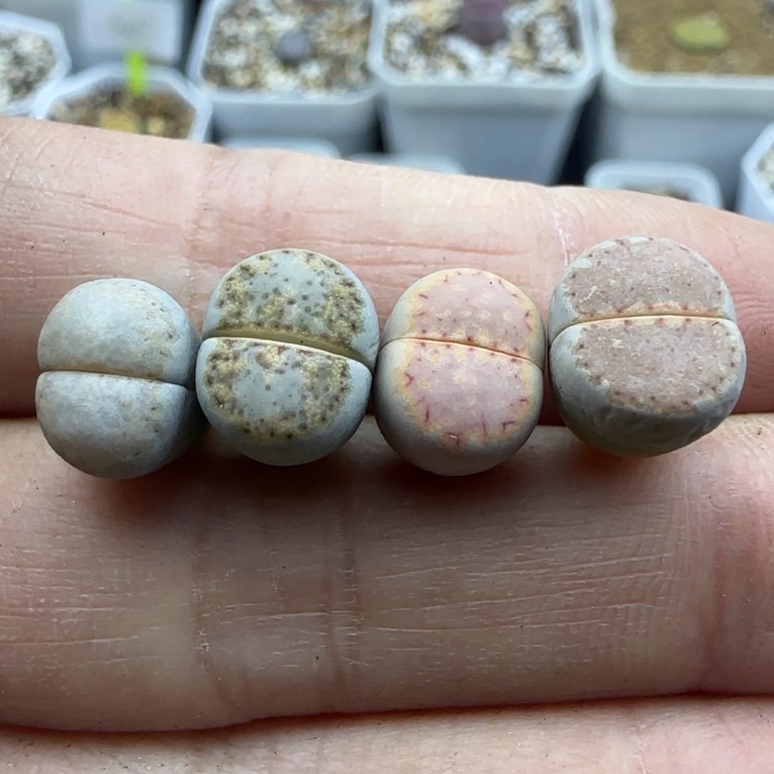 584 清框福利30包邮