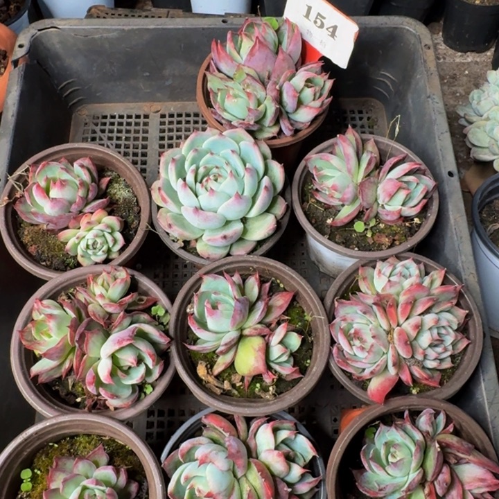 154多肉植物群生不包整
