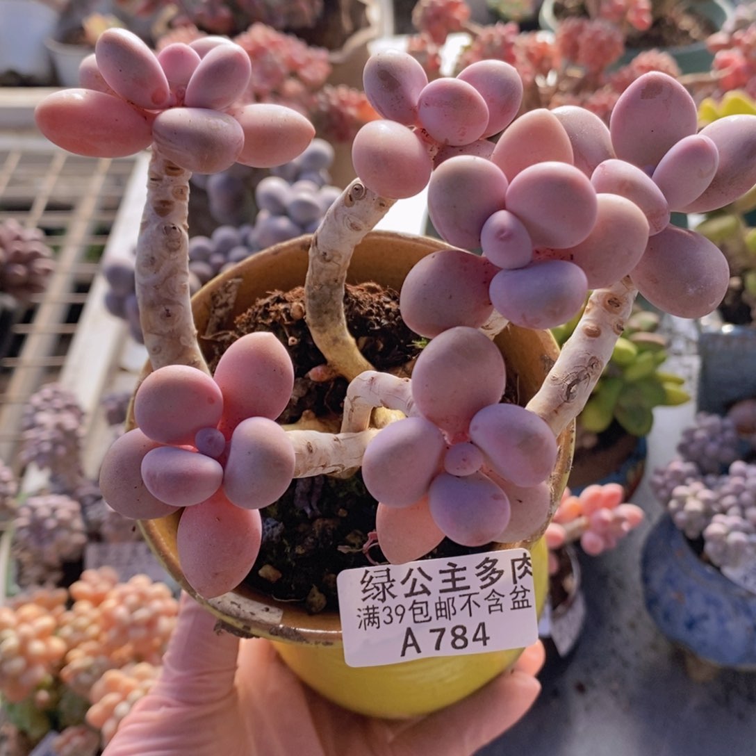 糖果桃蛋老桩12cm784多肉植物