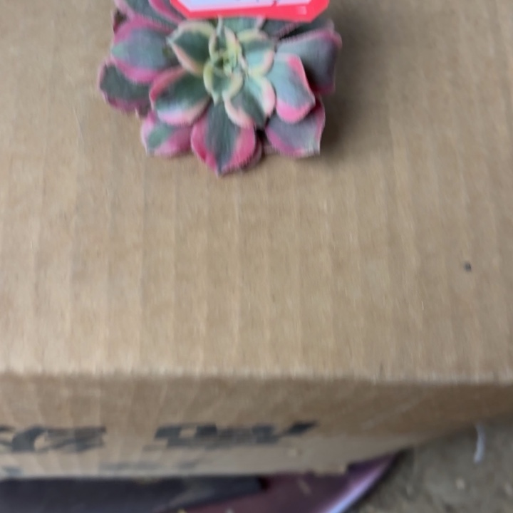 云***渡两包甲肥多肉不包损3