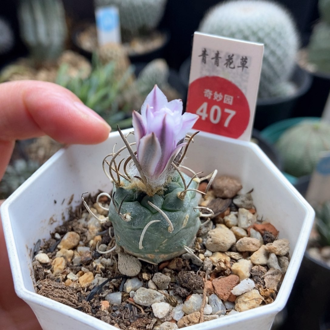 实生长刺紫花乌城丸娇丽2.4cm