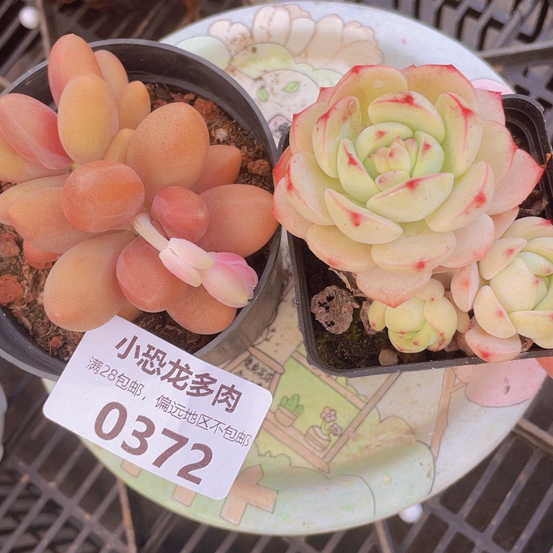 0372糖果美人送香草～