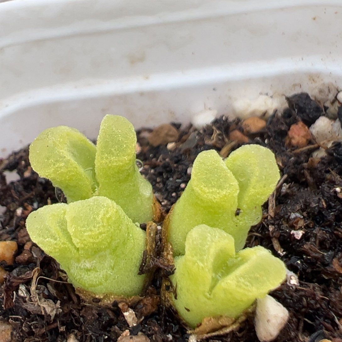 44多肉植物百科冰风铃1416.46