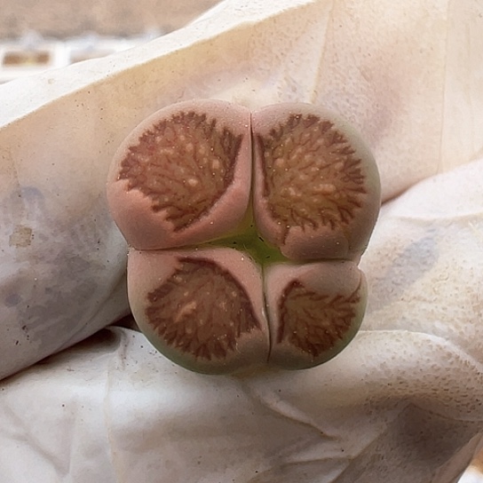 2578.菊宝马变异111111