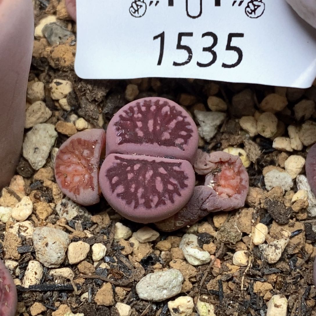 1535。零下拍保温.18包邮.当天凑哦