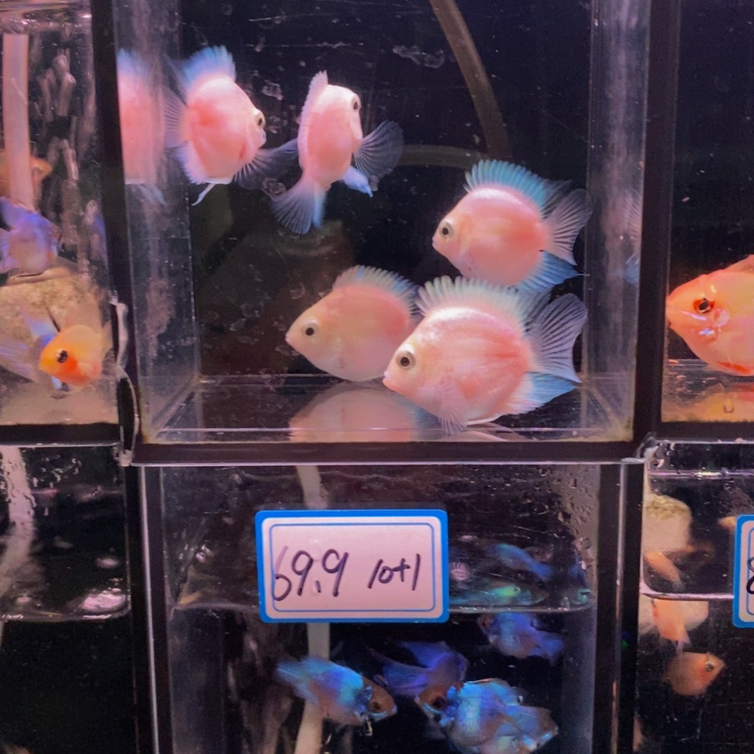 好****短鲷鱼迷你鹦鹉5个