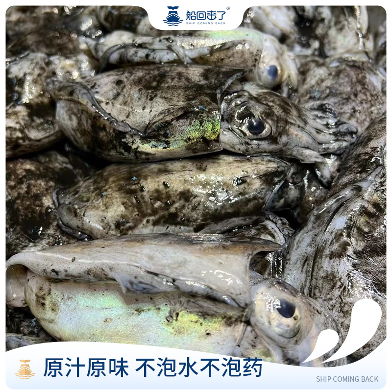 【磊子哥】新鲜流网野生墨鱼|乌贼 原汁墨鱼 不泡水不泡药 