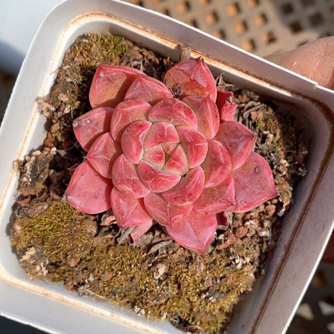 精品多肉一物一拍不包整46