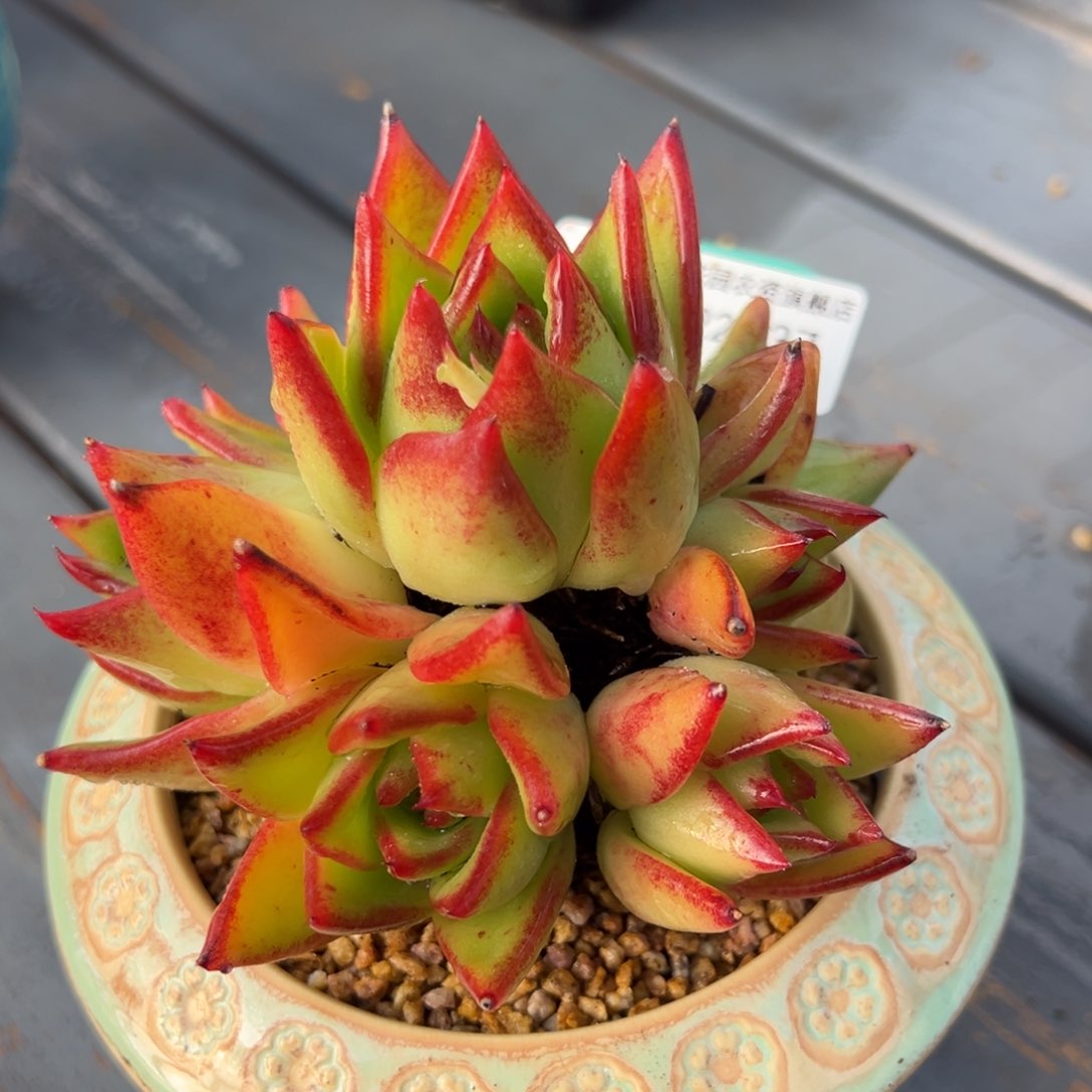 从前慢多肉精选编号0222.37