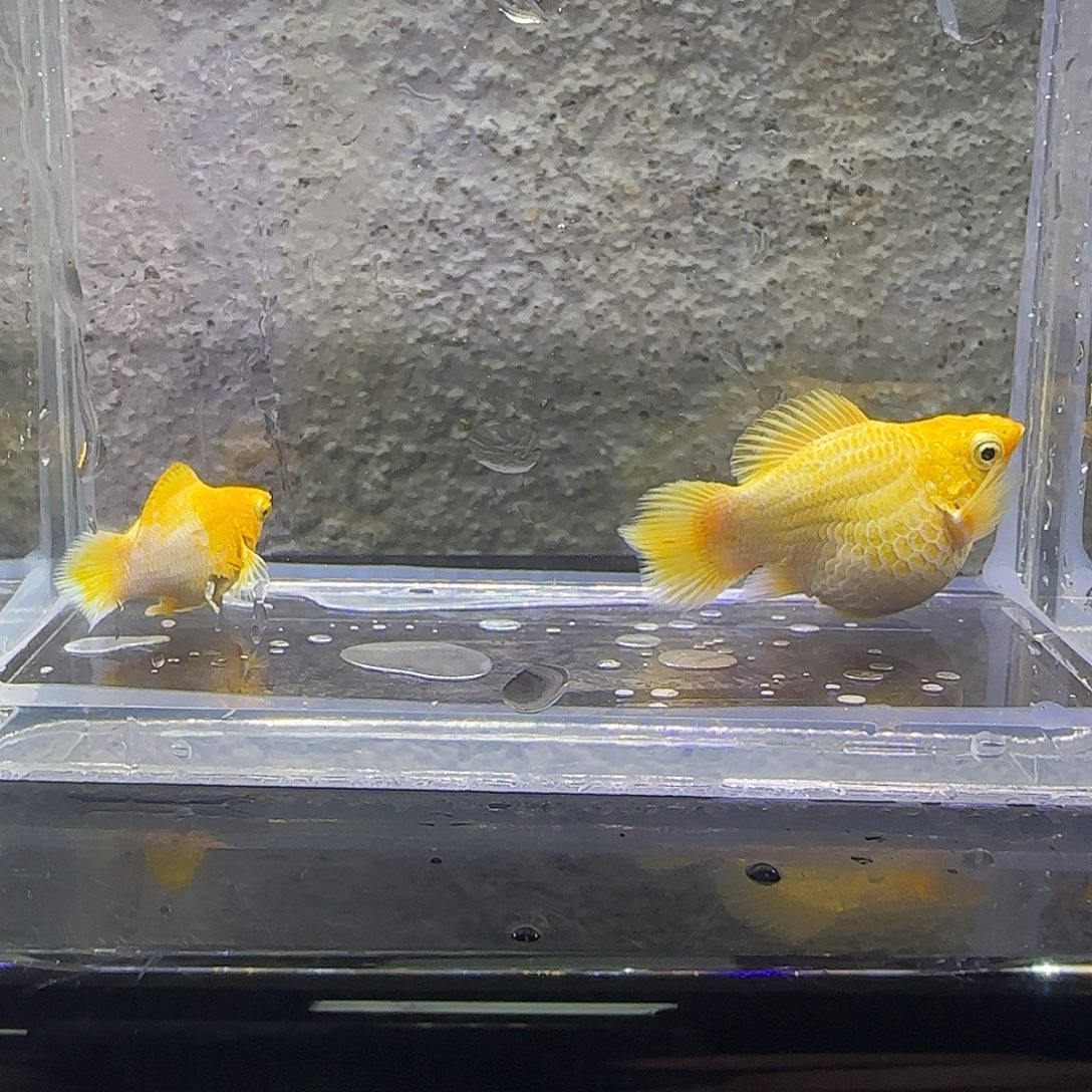 黑玛丽鱼黄金柠檬圆尾。61号