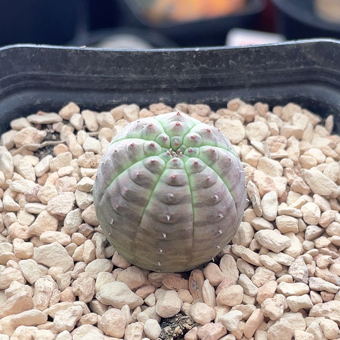 实生大尤龟背欧系布纹球