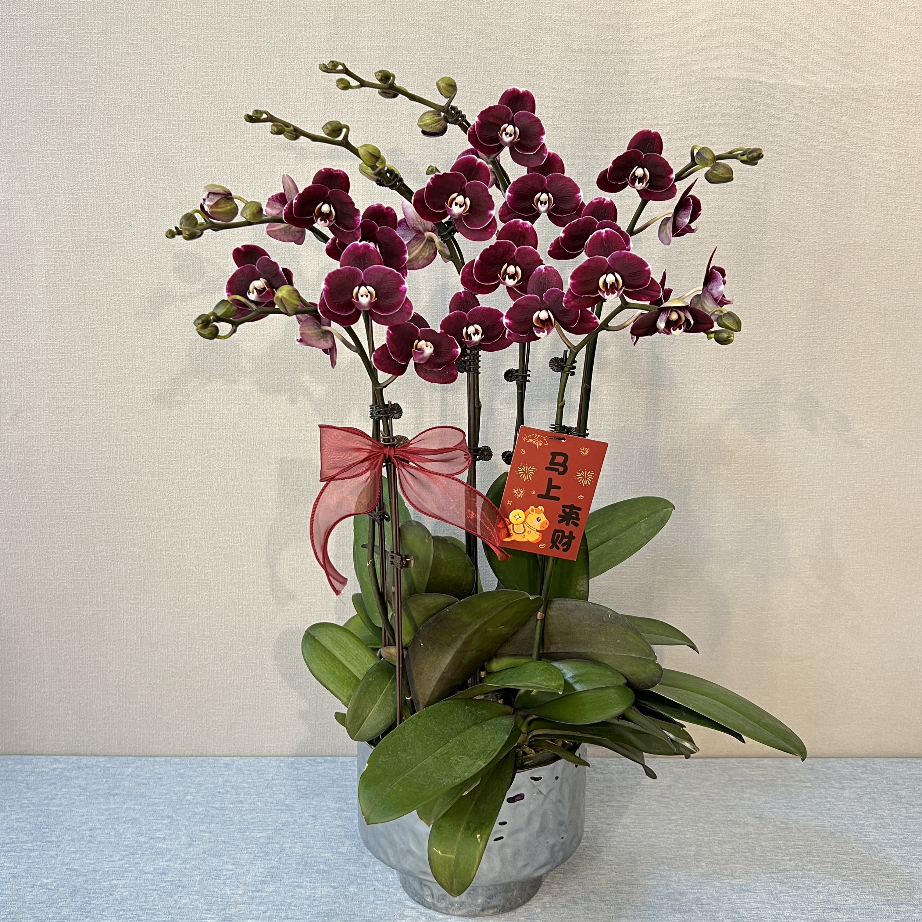 [黑美人]典雅黑紫色系蜡质花蝴蝶兰 长花期好养耐养 源头基地直发