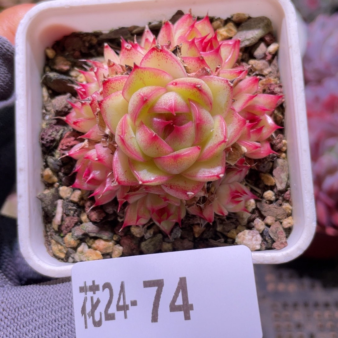 花利美24-74海王 