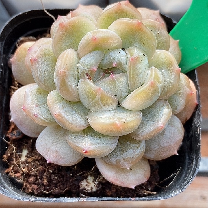 多肉植物白恋817