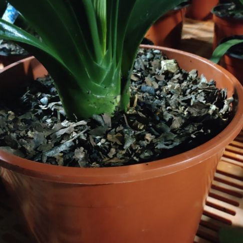 当前无花栽培后可以开花