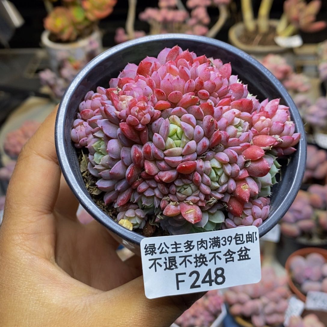 248羊脂球多肉不包整